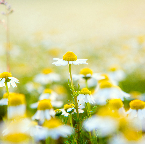 chamomile extract