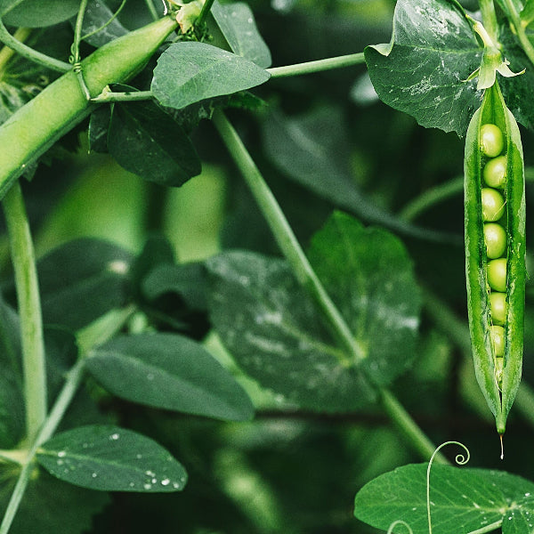 hydrolyzed pea protein